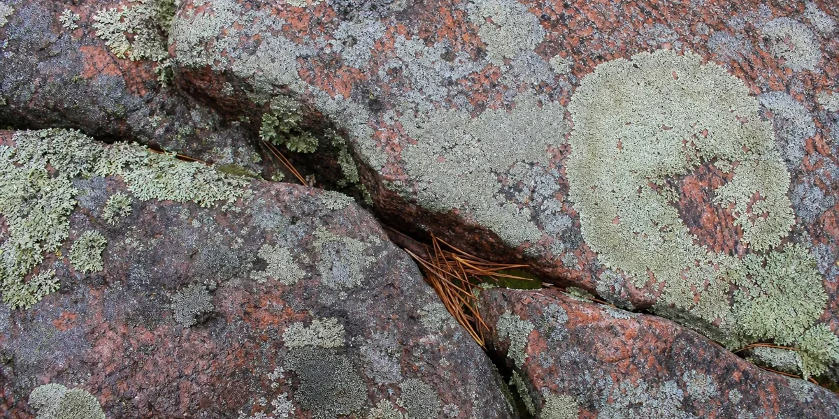 Närbild av vittrad röd granit täckt av lav