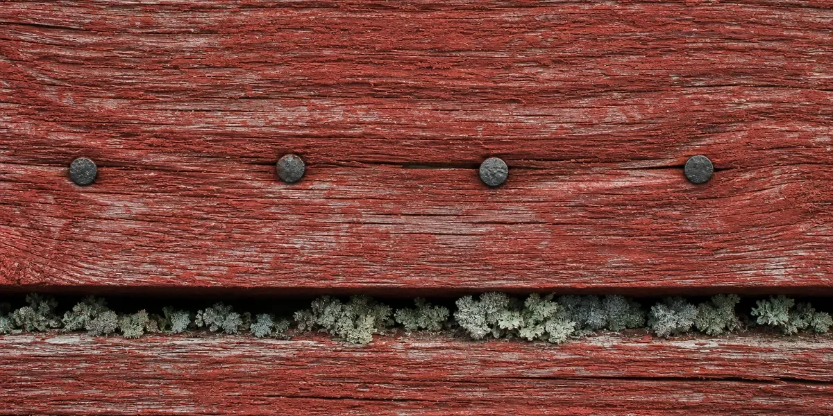 Närbild av falurödmålad träpanel med smidda spikhuvuden och synlig träådring